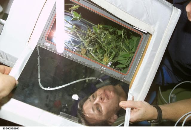 NASA image: Whitson looks at the ADVASC Soybean plant growth experiment in the U.S. Laboratory