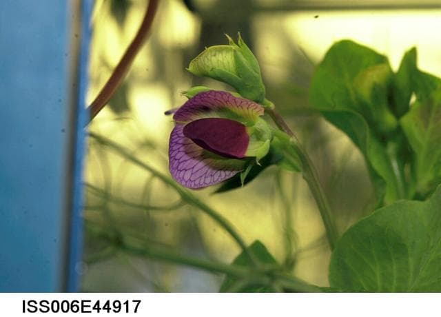 NASA image: Close-up view of a bloom on the Russian BIO-5 Rasteniya-2/Lada-2 (Plants-2) Plant Growth Experiment