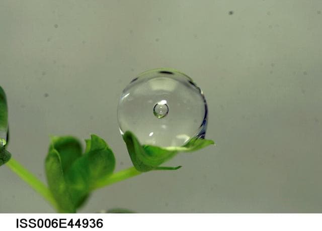 NASA image: Water droplet on a leaf on the Russian BIO-5 Rastenya-2 Plant Growth Experiment