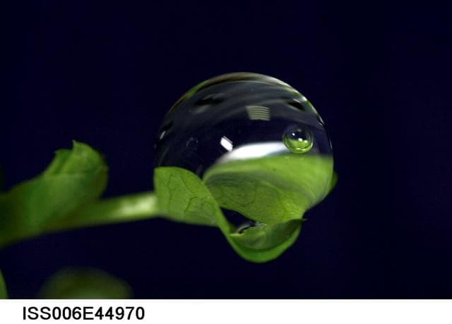 NASA image: Water droplet on a leaf on the Russian BIO-5 Rastenya-2 Plant Growth Experiment
