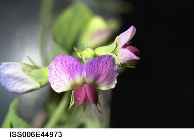 NASA image: Close-up view of dwarf peas with red flowers on the Russian Plant Growth Experiment