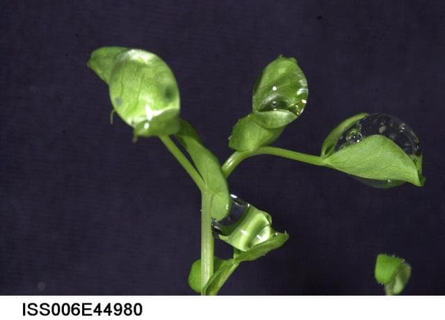 NASA image: Water droplet on a leaf on the Russian BIO-5 Rastenya-2 Plant Growth Experiment