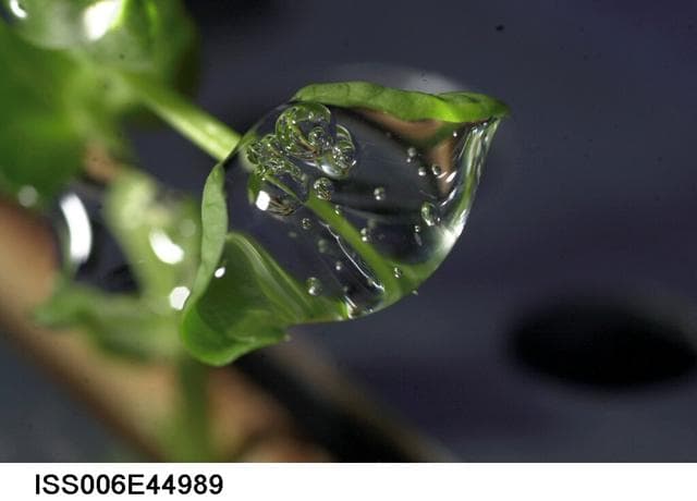 NASA image: Water droplet on a leaf on the Russian BIO-5 Rastenya-2 Plant Growth Experiment