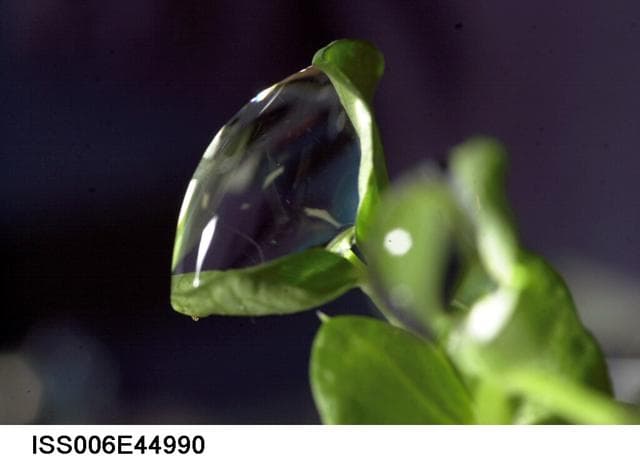 NASA image: Water droplet on a leaf on the Russian BIO-5 Rastenya-2 Plant Growth Experiment
