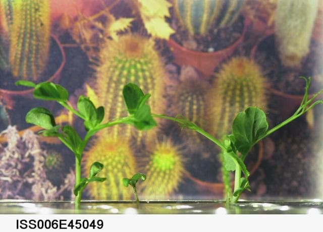 NASA image: Close-up view of sprouts on the Russian BIO-5 Rasteniya-2/Lada-2 (Plants-2) plant growth experiment