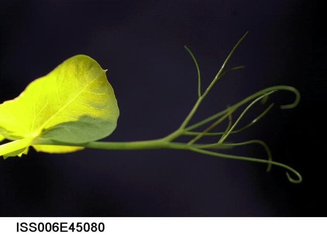 NASA image: Close-up view of sprouts on the Russian BIO-5 Rasteniya-2/Lada-2 (Plants-2) Plant Growth Experiment