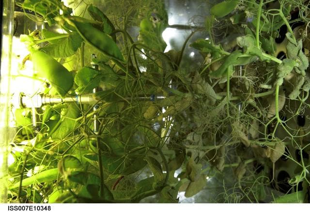 NASA image: Plant growth experiment inside the Russian Lada greenhouse