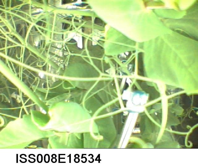 NASA image: Pea plants growing in the Lada-4 greenhouse during Expedition 8