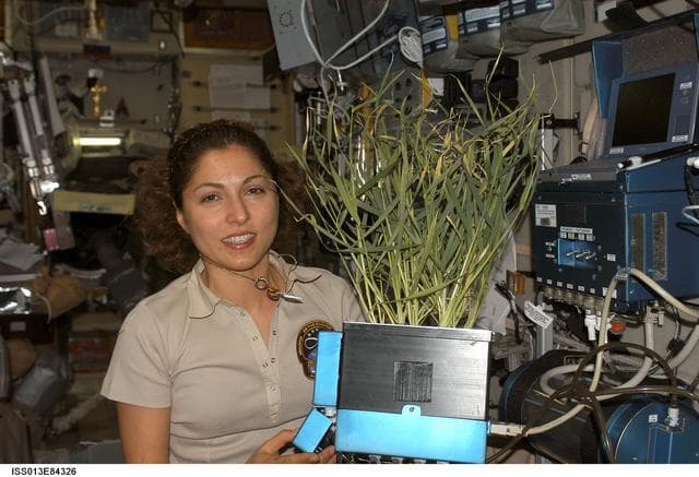 NASA image: Ansari poses with the BIO-5 Rasteniya-2 Plants