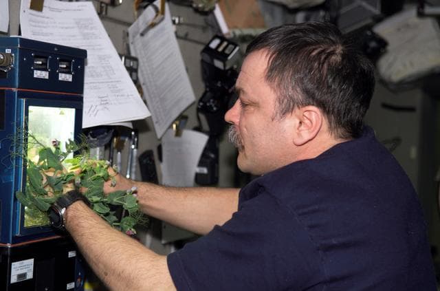 NASA image: Tyurin with PLANTS-2