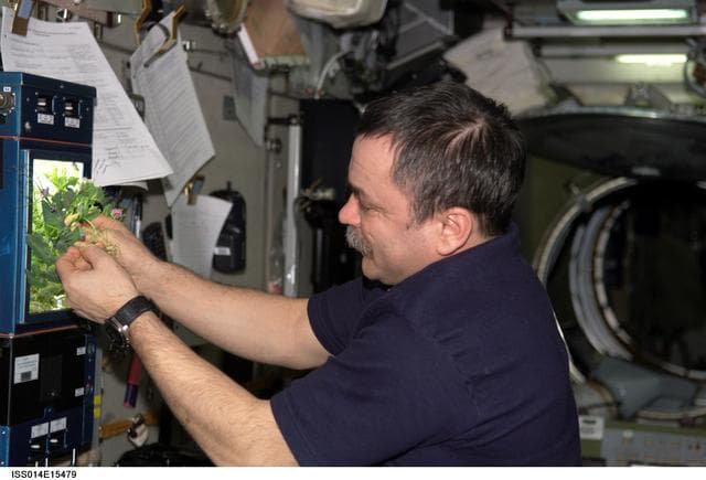 NASA image: Tyurin with PLANTS-2