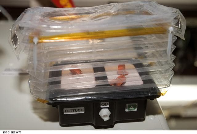 NASA image: Documentation of Plant Growth in an EPO-Kit C Chamber taken during Expedition 15