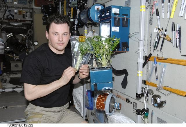 NASA image: BIO-5 Rasteniya-2 (Plants-2) Experiment in the LADA-16 Greenhouse