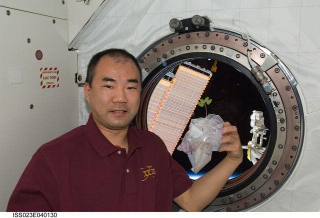 NASA image: Noguchi with a Seedling in Kibo