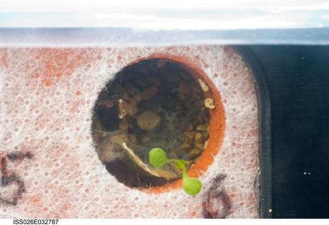NASA image: Asian Seed Photo Project