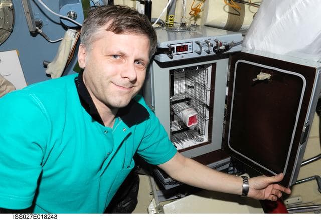 NASA image: Borisenko works with BTKh-40/BIF (Bifidobacterius) Experiment