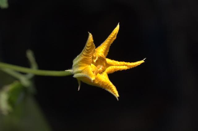 NASA image: Zucchini Plant