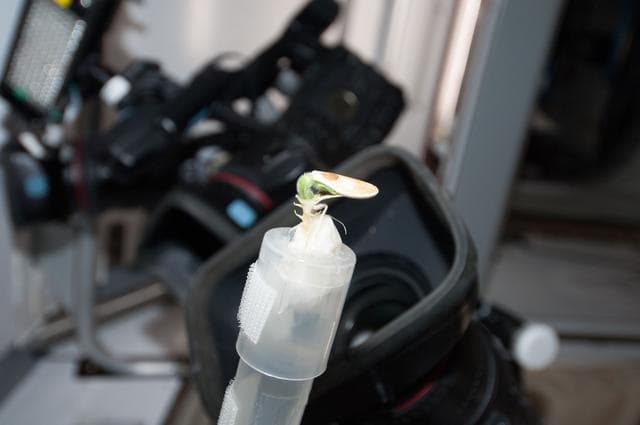 NASA image: Plant Growth