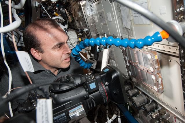 NASA image: Ants in Space