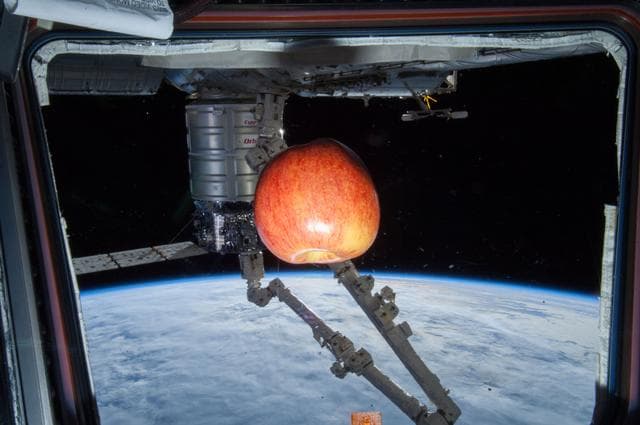 NASA image: Fruit Floating at Cupola Window