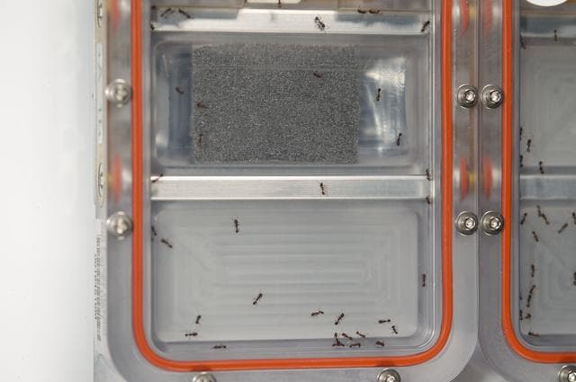 NASA image: Ants in Space