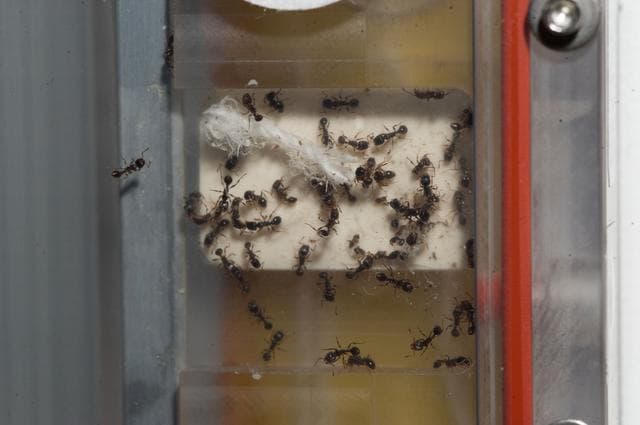 NASA image: Ants in Space