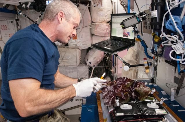NASA image: Veg-01 Plant Harvest