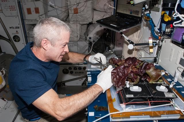 NASA image: Veg-01 Plant Harvest