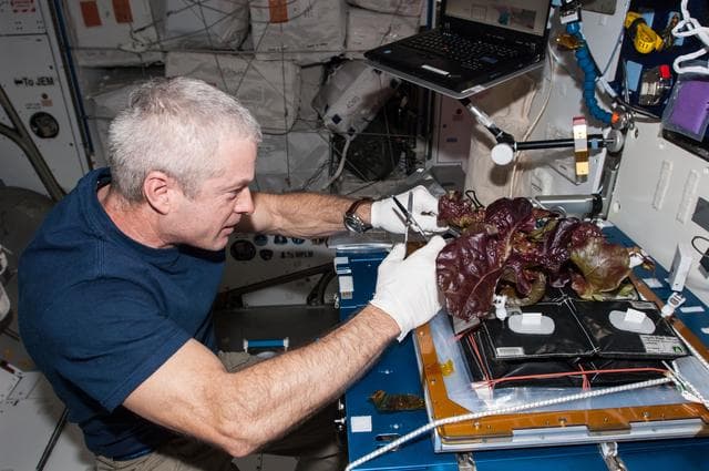 NASA image: Veg-01 Plant Harvest