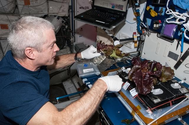 NASA image: Veg-01 Plant Harvest