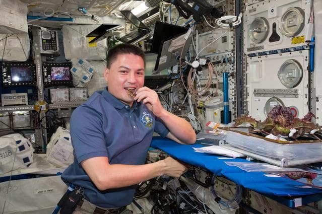 NASA image: Veg-01 Plant Harvest