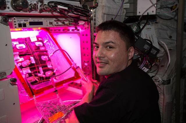NASA image: Lindgren conducts Veg-01 Plant Pillow Refill