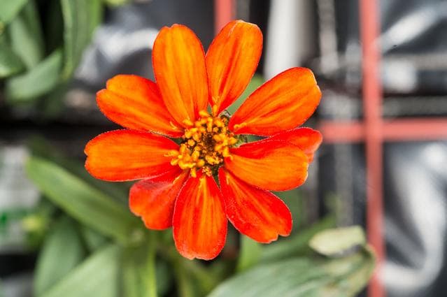 NASA image: Zinnia flower in Columbus module