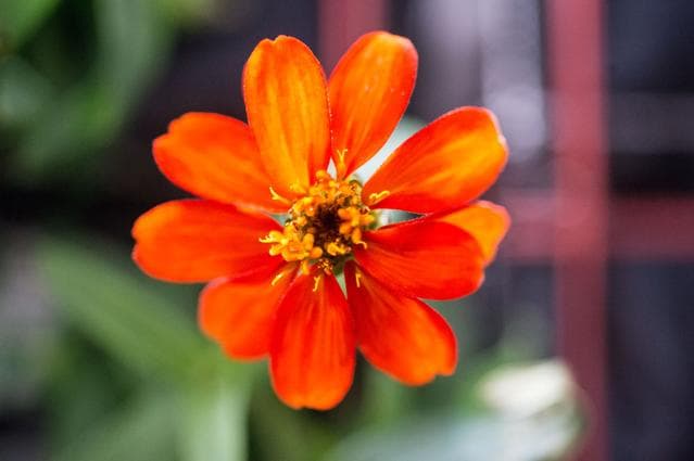 NASA image: Zinnia flower in Columbus module