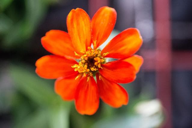 NASA image: Zinnia flower in Columbus module