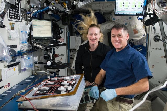 NASA image: Veg-03 Initiation