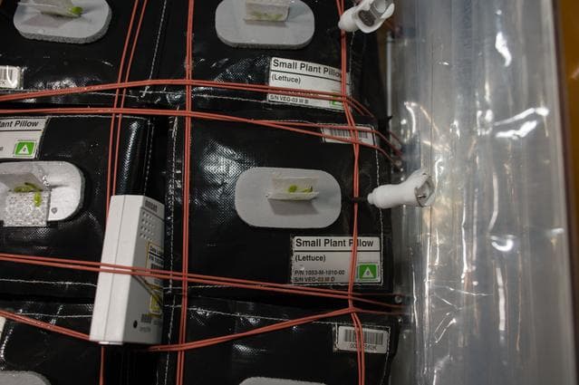 NASA image: VEG-03 Plant Thinning