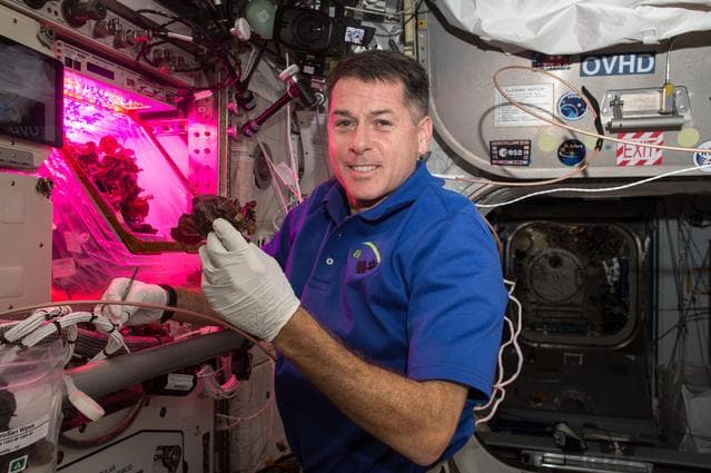 NASA image: VEG-03