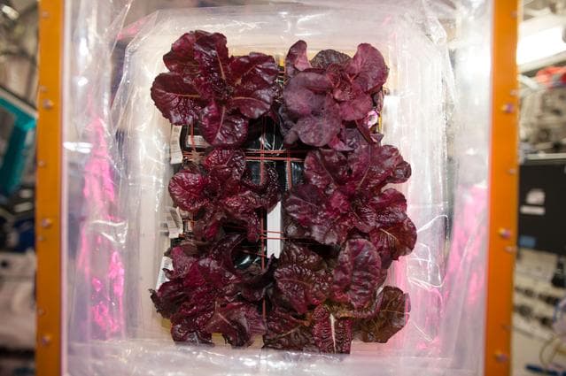NASA image: VEG-03