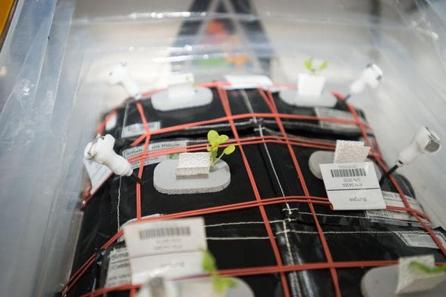 NASA image: VEG-03