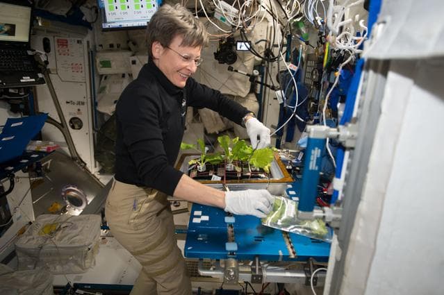 NASA image: Whitson during VEG-03 Harvesting and Cleaning