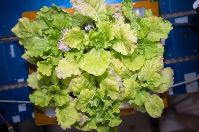 NASA image: Veg-03 Final Plant Harvesting