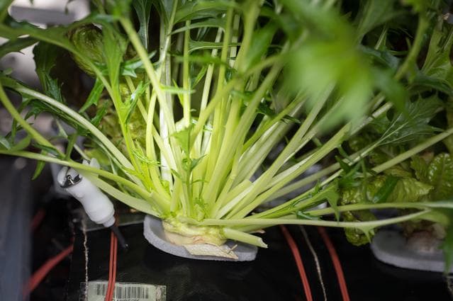 NASA image: VEG-03