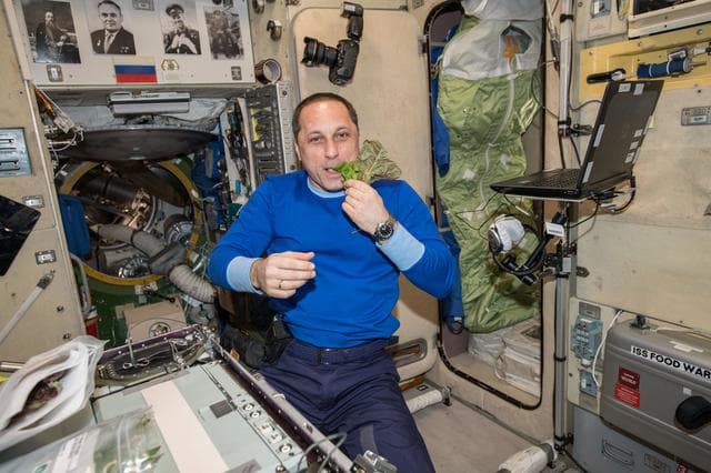 NASA image: VEG-03 Consmption Harvest no. 1