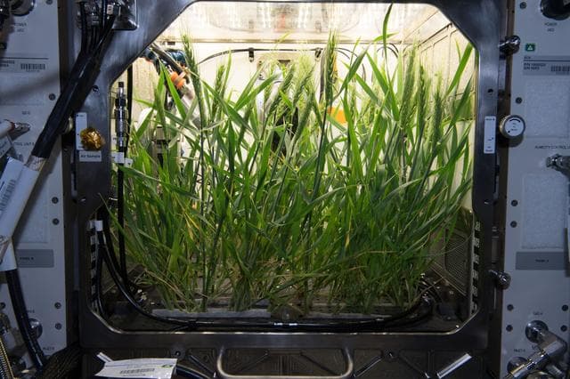 NASA image: Plant Habitat Facility Clean