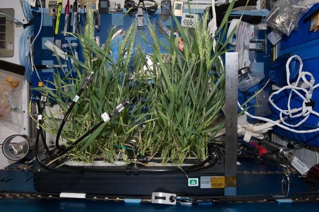 NASA image: Plant Habitat Facility Clean