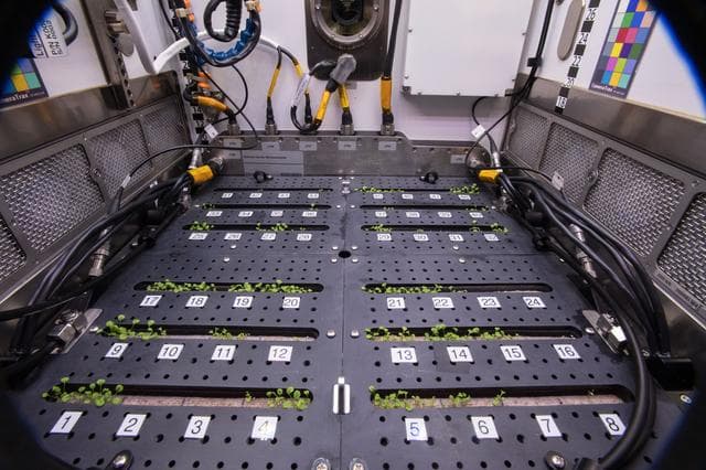 NASA image: Plant Habitat