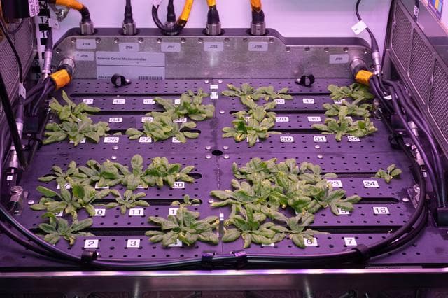 NASA image: Plant Habitat-01 Plant Harvest Set 1 Part 1