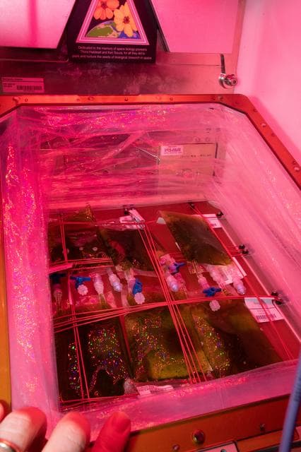 NASA image: Space Algae Culture Bag Installation