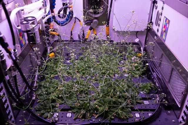 NASA image: Plant Habitat-01